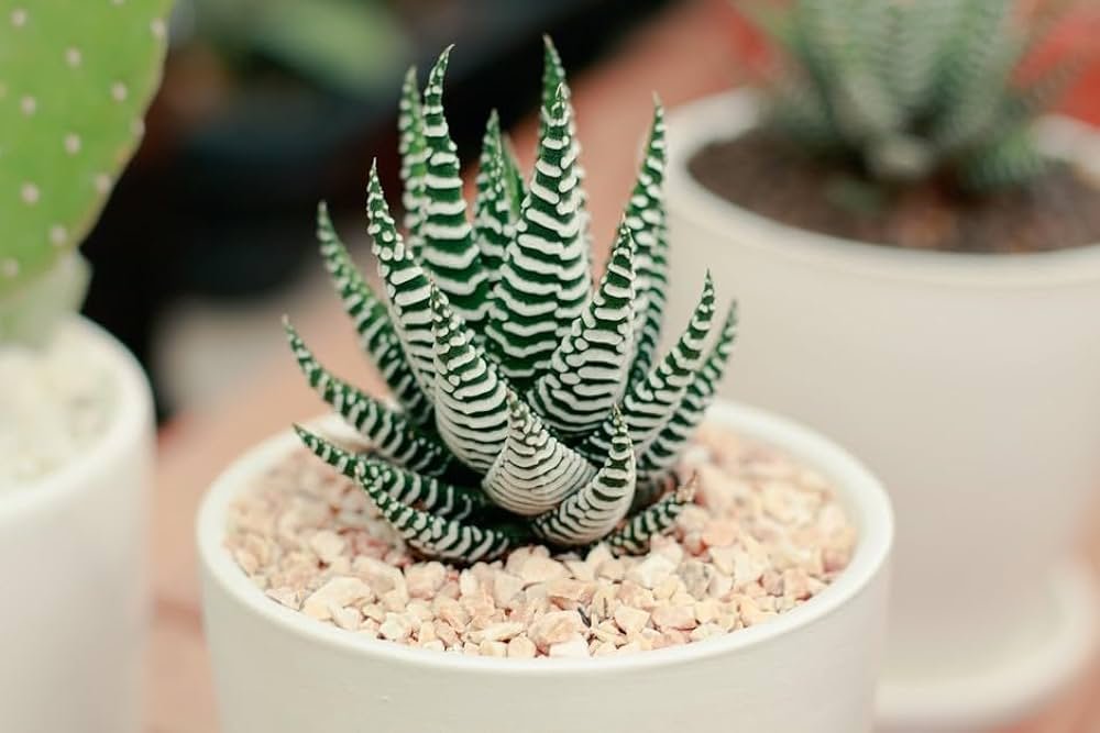 Zebra haworthia