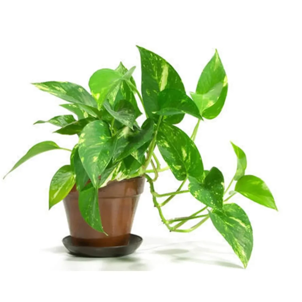 MONEY PLANT