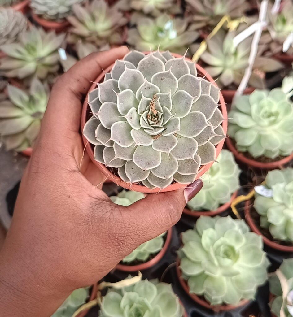 Echeveria lilacina