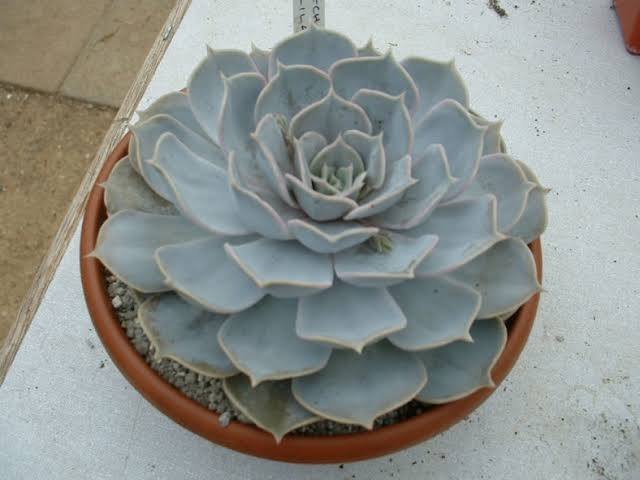 Ghost Echeveria