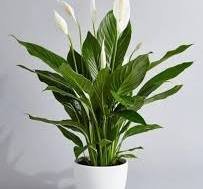 peace lily (Spathiphyllum)