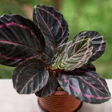 Calathea roseopicta