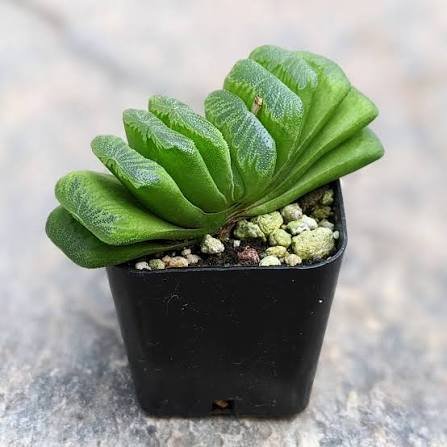 Haworthia truncata