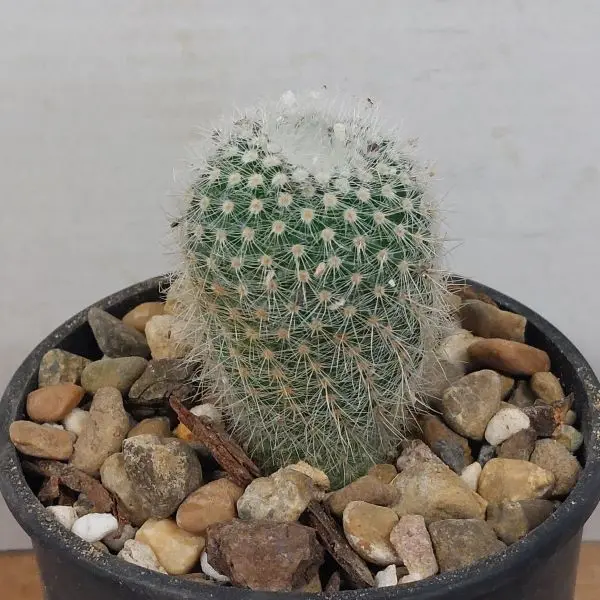 Parodia scopa