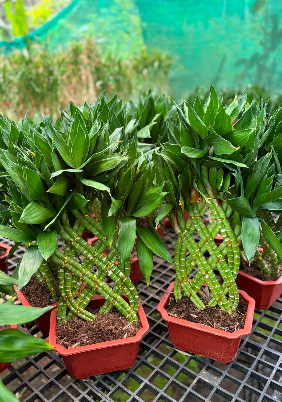 Lucky Bamboo plants - Image 1