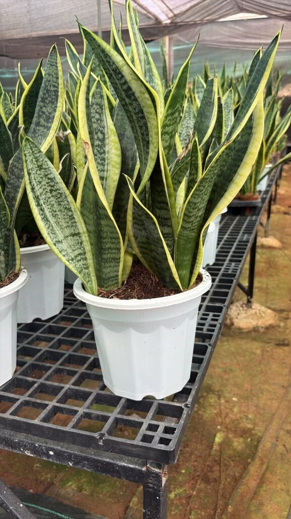 Snake Plant