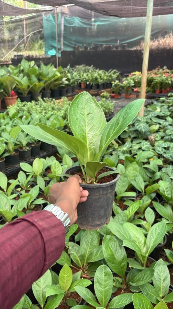 Anthurium jenmanii