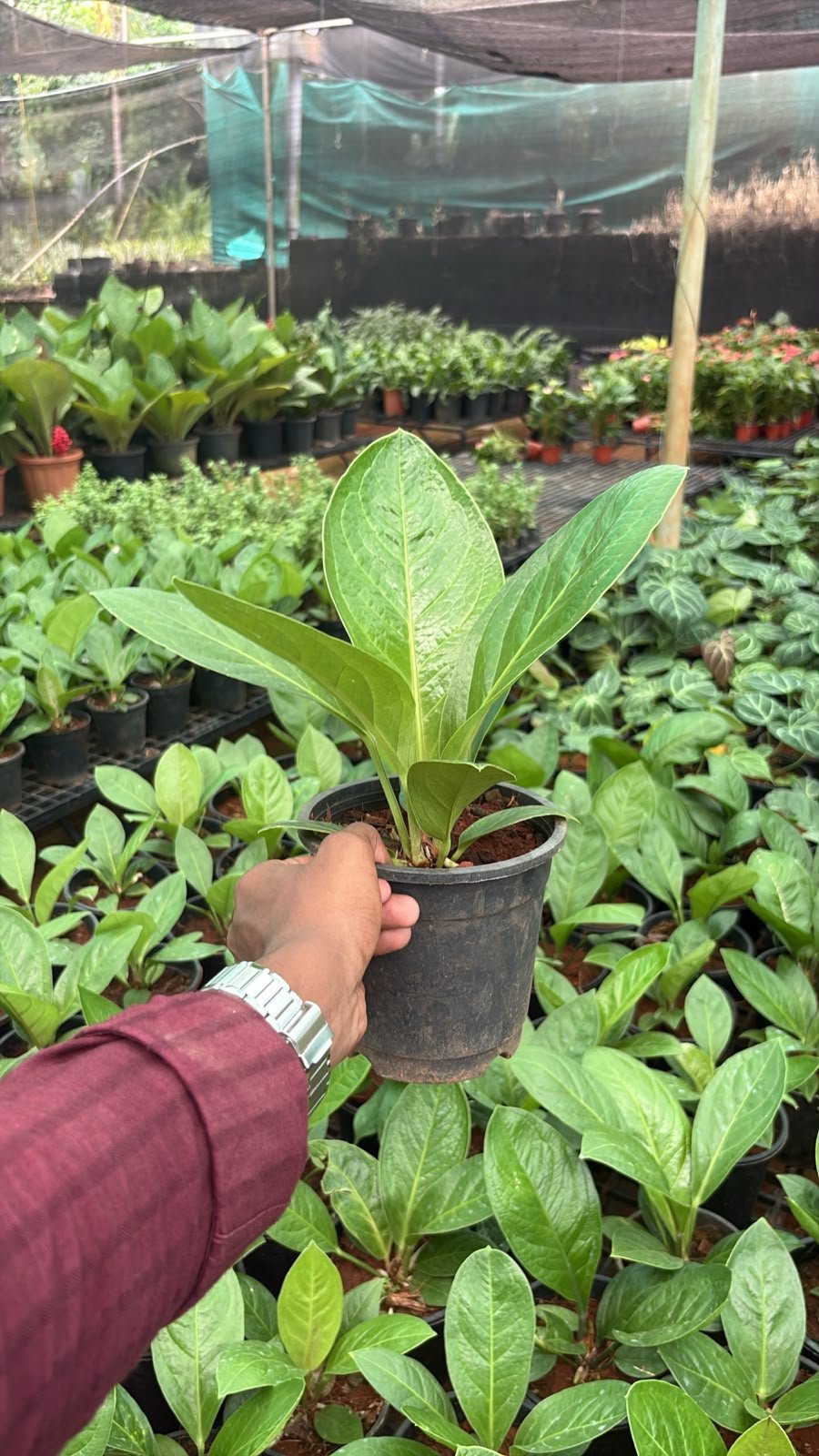 Anthurium jenmanii - Image 1